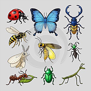 Assorted insects and bugs illustration