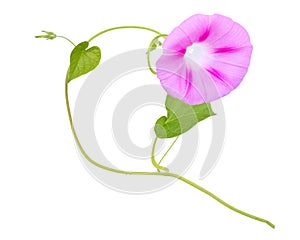 Assorted Ipomoea flowers isolated white