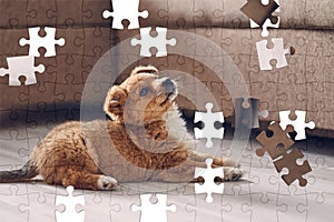 Assorted jigsaw puzzle