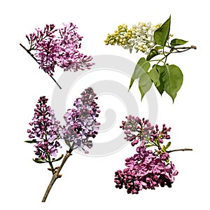 Assorted lilacs