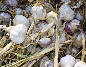 Assorted local fresh garlic bulb stalks