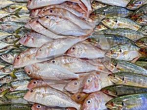 Assorted mackerel fish for sale at seafood counter in supermarket