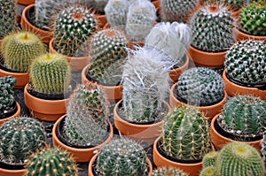 Assorted mini cactus plants