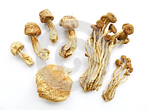 Assorted mushrooms, dried