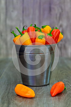 assorted peppers and chilies in a metal bucket with water droplets Vertical format