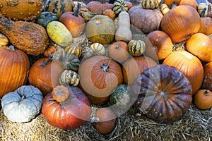 Assorted pile of colorful pumpkins and gourds.