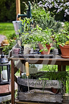 Assorted potted culinary herbs in a spring garden