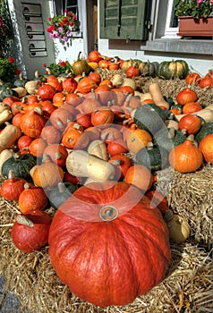 Assorted Pumpkins