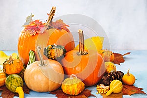Assorted pumpkins and gourds for fall arrangement