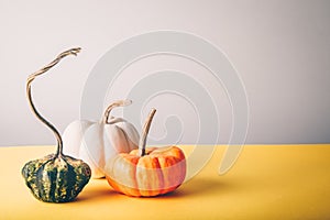 Assorted pumpkins on the grey and yellow drop
