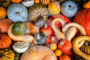 Assorted pumpkins, squashes and gourds