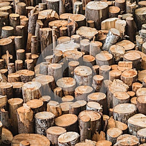 Assorted raw timber logs background full frame