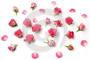 Assorted roses heads on white background. Overhead view. Flat lay