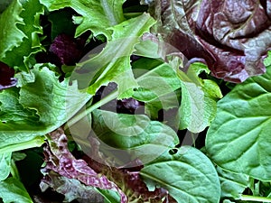 Assorted salad greens