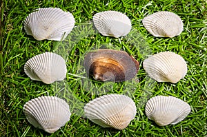Assorted sea shells on a field of grass