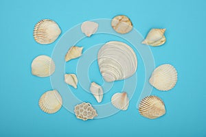Assorted sea shells over blue background