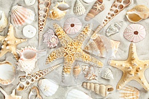 Assorted seashells