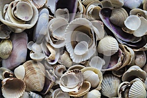 Assorted shells of many sizes are found on sea beaches. Close-up of seashells collection in sunny summer day. Lots of cockleshell