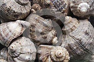 Assorted shells of many sizes are found on sea beaches. Close-up view of seashells collection in sunny summer day. Lots of