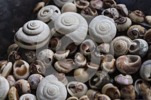 Assorted shells of many types and sizes are found on sea beaches. Close-up of seashells collection in summer day. Lots of