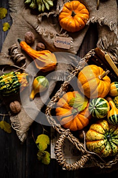 Assorted small colorful pumpkins in wicker straw basket
