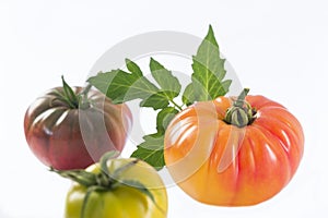 Assorted tomatoes heirloom isolated on white