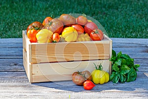 Assorted tomatoes in rustic crate