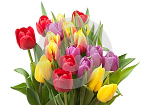 Assorted Tulips Bouquet. Isolated On White Background