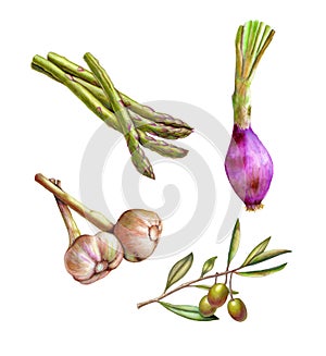 Diverso verduras acuarela 