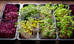 Assorted vibrant microgreens growing in trays with rich green purple and yellow leaves fresh organic produce for healthy eating