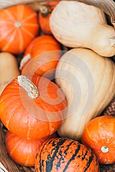 Assortiment of autumn harvest pumpkins in a heap background , Halloween holiday concept. Selective focus