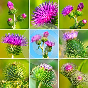 Assortment of bur thorny flower