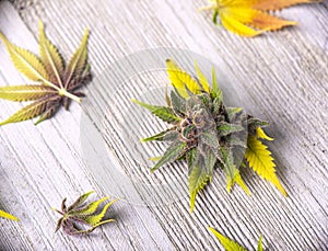 Assortment of cannabis leaves and flowers over wood