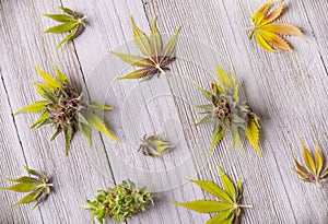 Assortment of cannabis leaves and flowers over wood