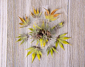 Assortment of cannabis leaves and flowers over wood