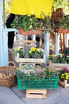 Assortment of colorful chrysanthemum flowers in garden. Daisy flowers in planting pots.