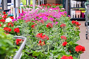 Assortment of colorful red, purple and white pelargonium flowers seedlings in pots in garden shop. Spring season sale.