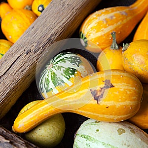 Assortment of different decorated pumpkins