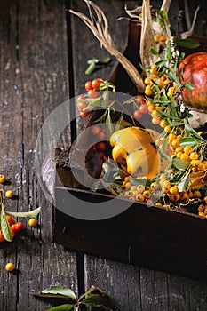 Assortment of different pumpkins and berries