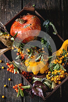 Assortment of different pumpkins and berries