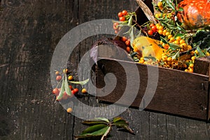 Assortment of different pumpkins and berries