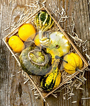 Assortment of different pumpkins in a wooden box