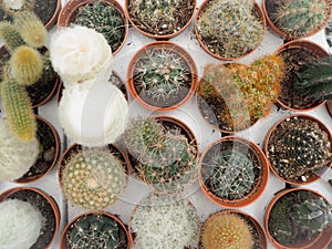 Assortment of small cactus plants in plastic pots