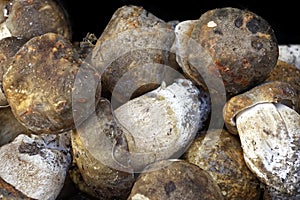 Assortment of edible mushrooms of various types