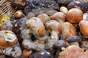 Assortment of edible mushrooms of various types