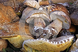 Assortment of edible mushrooms of various types