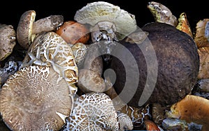 Assortment of edible mushrooms of various types taken from the festival of mushrooms and chestnuts in the town of Roccamonfina in