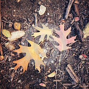 An assortment of Fallen leaves in Autumn colors gathered on the ground