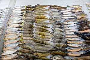 Assortment of fish for sale at seafood stall in market