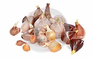 Assortment of flower bulbs on a white background